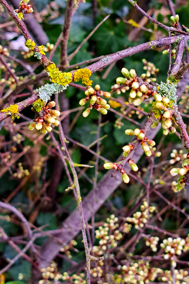 A close-up picture of a budding bush. On its twigs are different coloured lichens