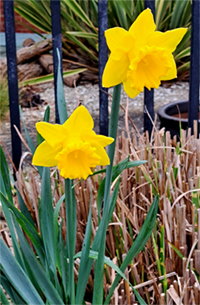 A picture of two, deep-yellow daffodils in front of black railings