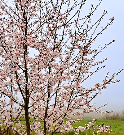 A mid-distance picture of a cherry-tree in early blossom